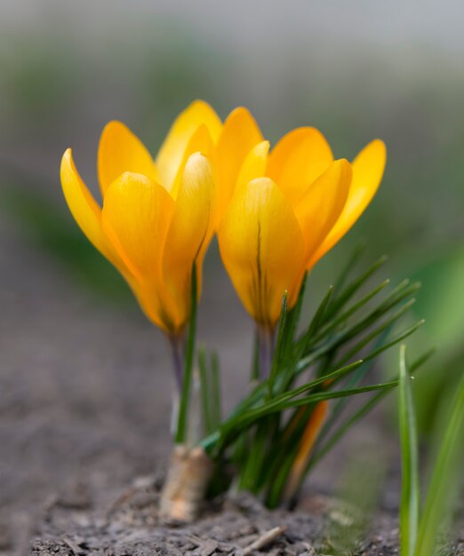 Açafrão amarelo em um jardim