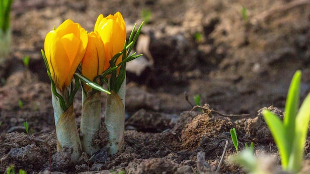 Açafrão da primavera das primeiras flores amarelas do açafrão