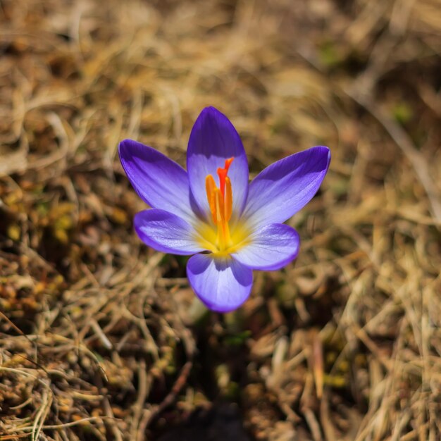 Açafrão de montanha de primavera nas montanhas