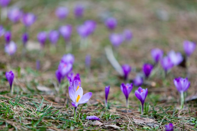 Açafrão florido no início da primavera