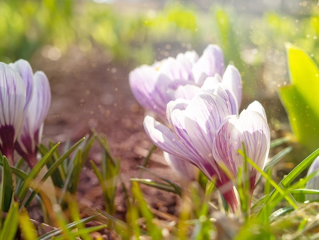 Açafrão lilás closeup tempo de luz desfocado das flores da primavera do ano