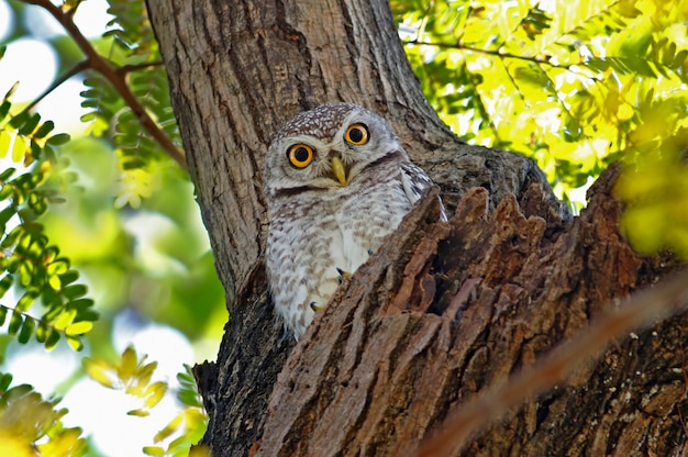 Açafrão manchado Athene brama Belas aves da Tailândia