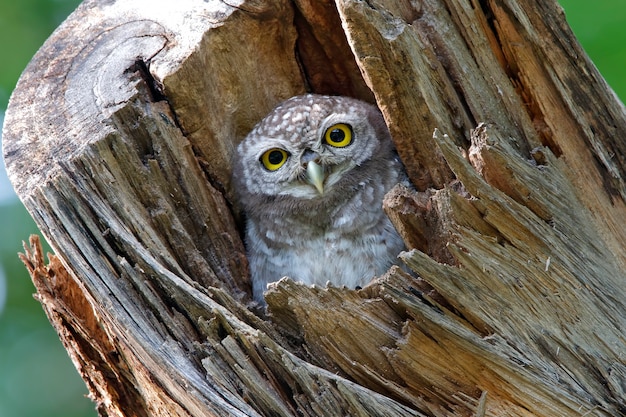 Açafrão manchado Athene brama Belas aves na árvore oca