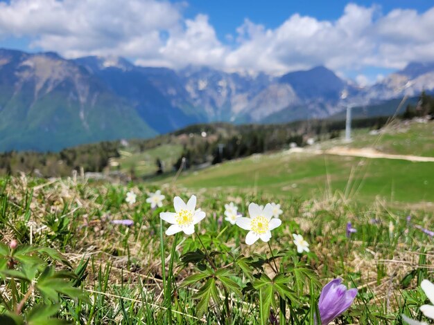 Açafrão roxo. Flores da primavera nas montanhas dos Alpes, colinas verdes na Eslovênia fecham.