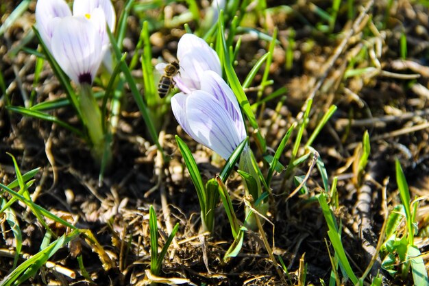 Açafrão roxo no início da primavera