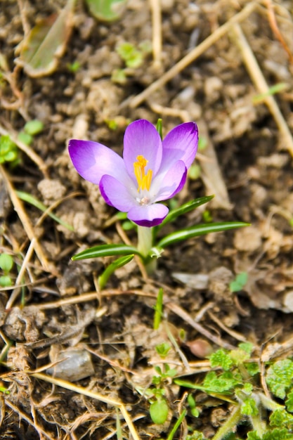 Açafrão roxo no início da primavera