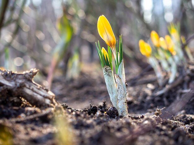 Açafrões amarelos à luz do sol as primeiras flores no início da primavera