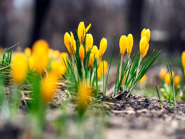 Açafrões amarelos closeup desfocado tempo de luz do ano flores da primaveraPrimeiras flores no início da primavera