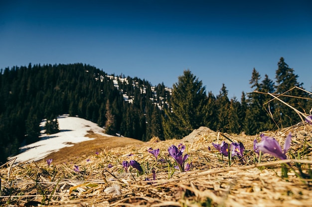 Açafrões de flores e gotas de neve no degelo da primavera de grama amarela