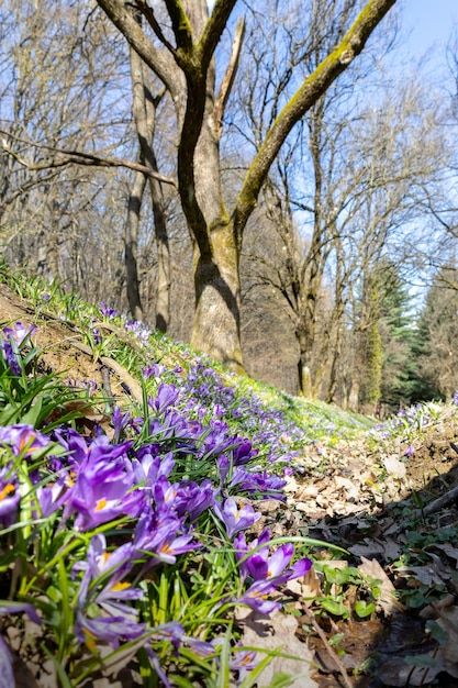 Açafrões de flores no início da primavera nas montanhas dos cárpatos, ucrânia