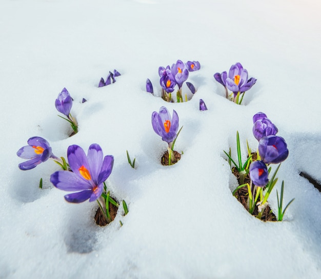 Açafrões na neve