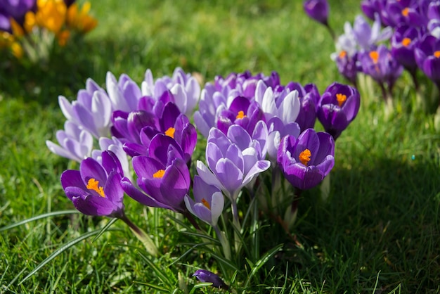 Açafrões na primavera florescendo