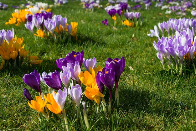 Foto açafrões na primavera florescendo