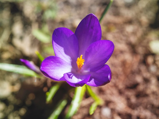 Açafrões roxos closeup desfocagem época de luz do ano flores da primaveraAs primeiras flores no início da primavera