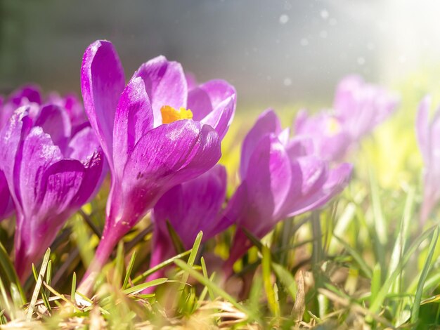 Açafrões roxos fechados desfocados tempo de luz das flores da primavera do ano