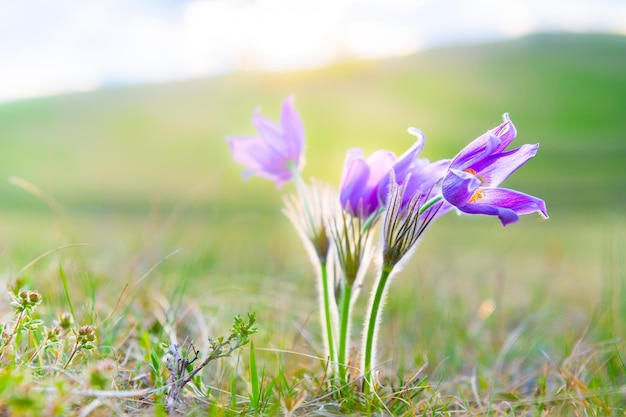 Açafrões violetas selvagens nas montanhas ao pôr do sol. Imagem macro, profundidade de campo rasa. Fundo da natureza da primavera