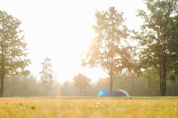 Acampamento e barraca sob o pinhal no por do sol