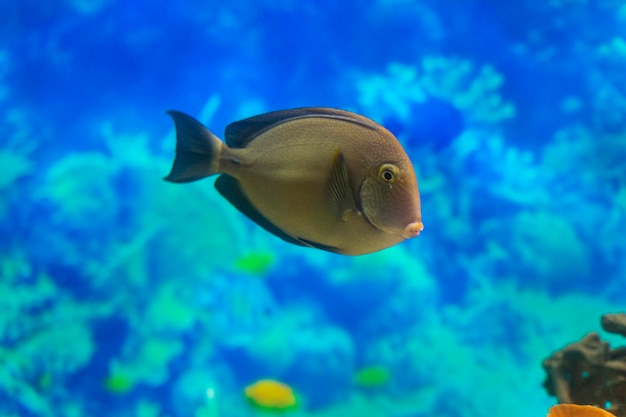 Acanthurus dussumieri Um grande peixe nada na água do aquário Closeup mundo subaquático