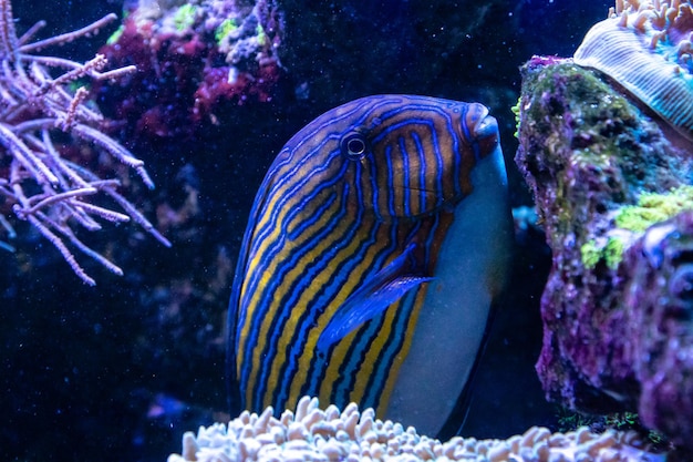 Acanthurus lineatus-Fisch