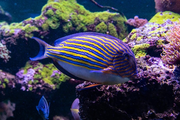 Acanthurus lineatus-Fisch