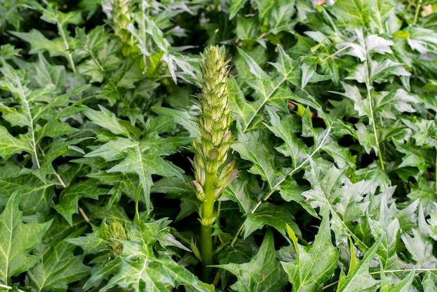 Acanthus balcanicus es una planta perenne herbácea endémica del género Acanthus