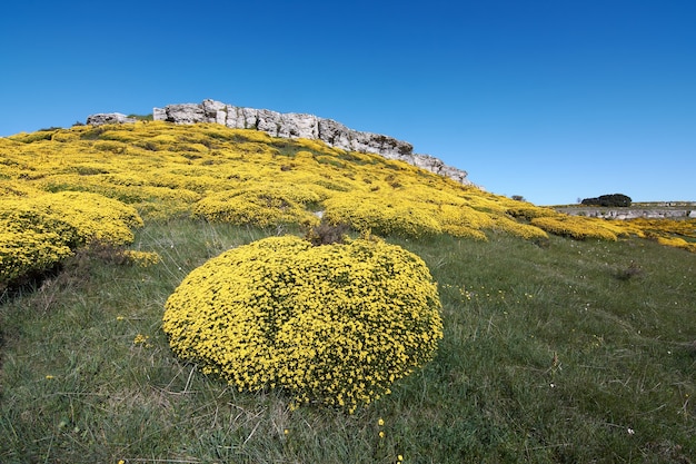 Acantilado de flores amarillas