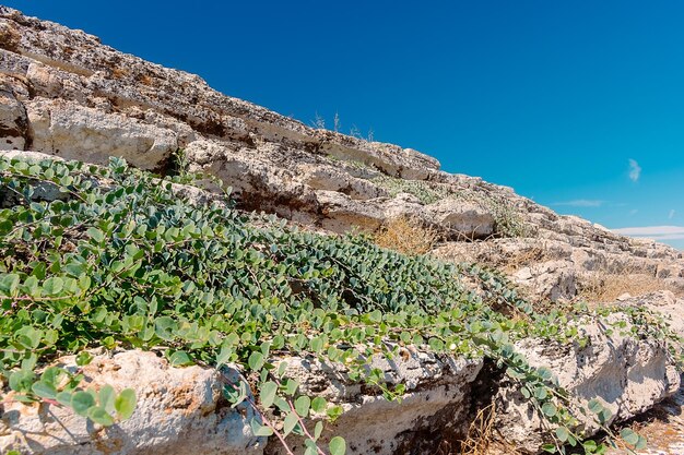 un acantilado rocoso con un cielo azul y algunas plantas en él