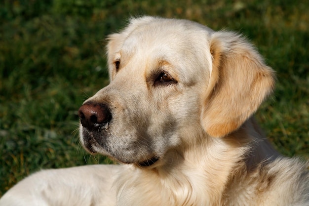 Ação de cães e filhotes deitando e em pé Um animal de estimação e mamífero Cães de pêlo curto e longo