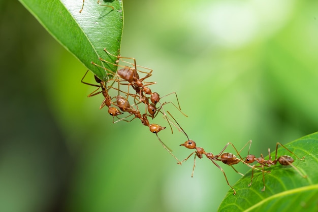 Foto ação de formiga em pé. equipe de unidade de ponte de formigas, equipe de conceito trabalha em conjunto