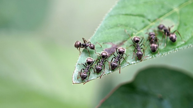 Ação de formiga em péEquipe de unidade de ponte de formigaConceito equipe trabalha em conjunto
