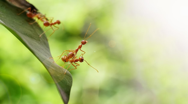 Ação de formiga vermelha em pé. as formigas caminham para encontrar comida nas folhas.