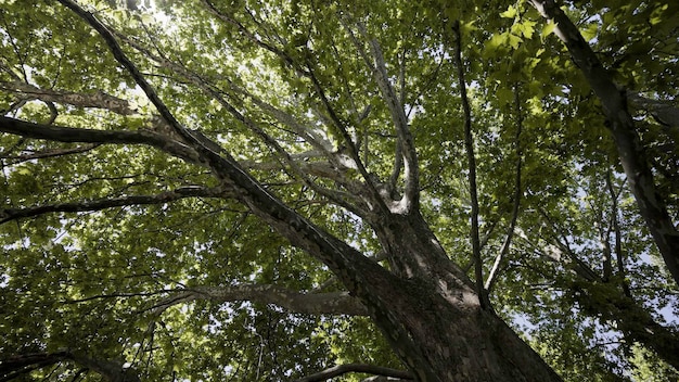 Ação paisagística de verão, belos matagais de árvores tropicais ao lado de um pequeno lago no qual você pode