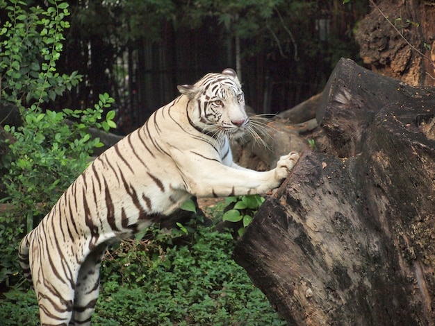 Ação tigre branco