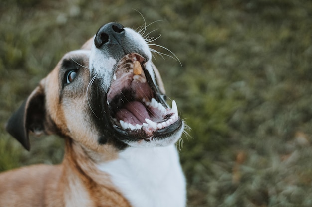 Ação tomada de cão pegando cachorro COM BOCA ABERTA