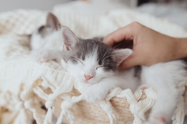 Acariciando a mão de um gatinho bonitinho dormindo em um cobertor macio na cesta Gatinhos adoráveis cochilando