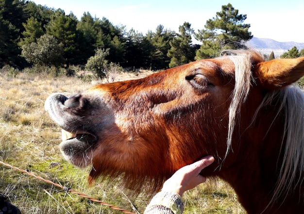 acariciando un caballo marrón sonriente con el pelo blanco