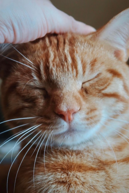 Acariciando um gato laranja