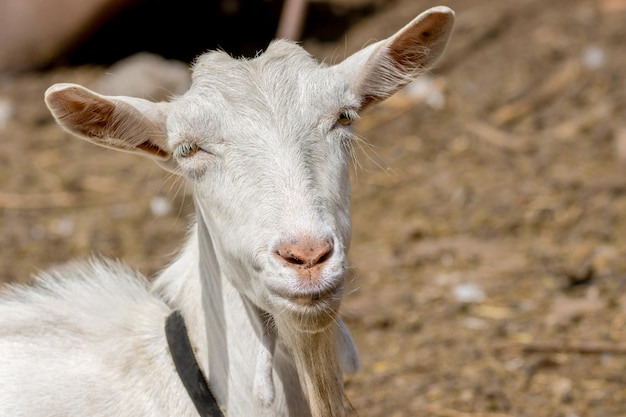 Acariciar una cabra blanca sin cuernos