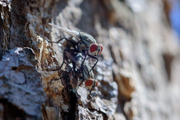 Acasalamento bluebottle voa na árvore no jardim