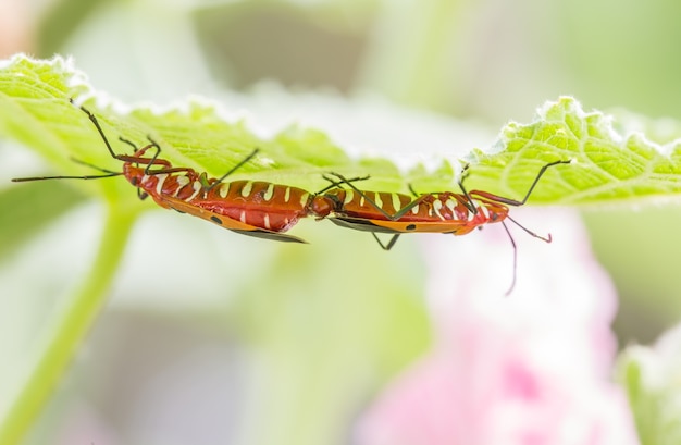 Acasalamento de insetos; algodão vermelho bug, algodão stainer (Dysdercus cingulatus).