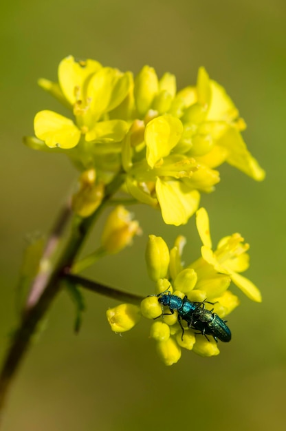 Acasalamento de insetos verdes e azuis