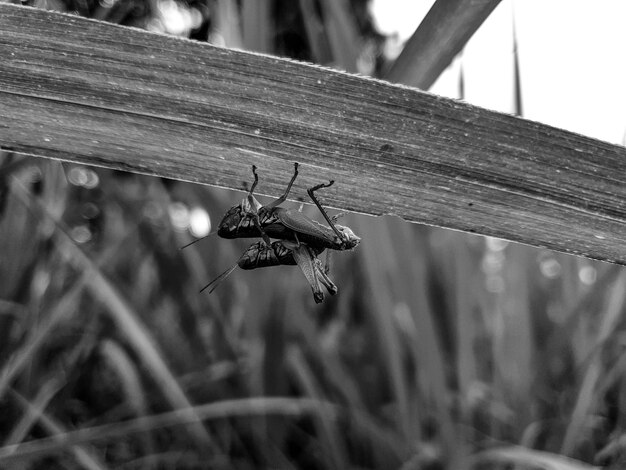 Acasalando gafanhoto na grama folhas fundo bela natureza tonificação primavera natureza design