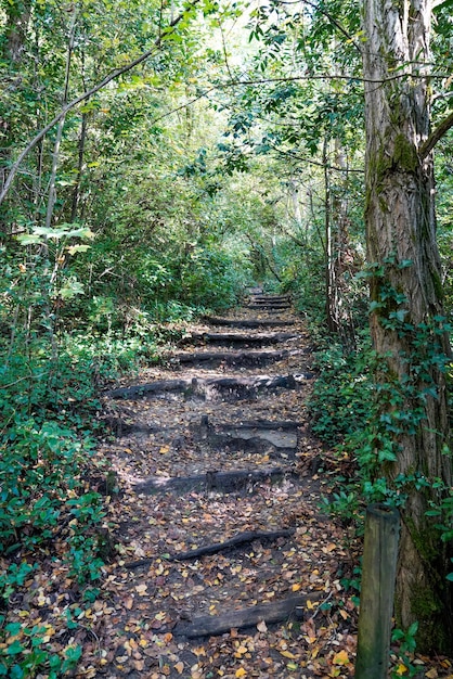 Acceso a la vía de las escaleras de Forrest Trail en la naturaleza