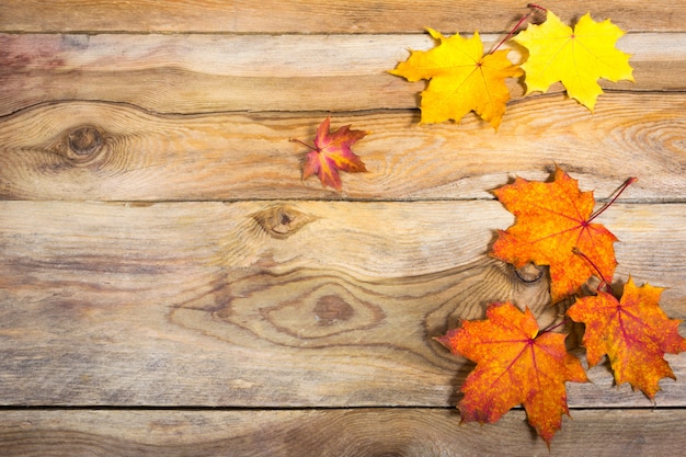 Acción de gracias con hojas de arce de otoño vívidas, copia