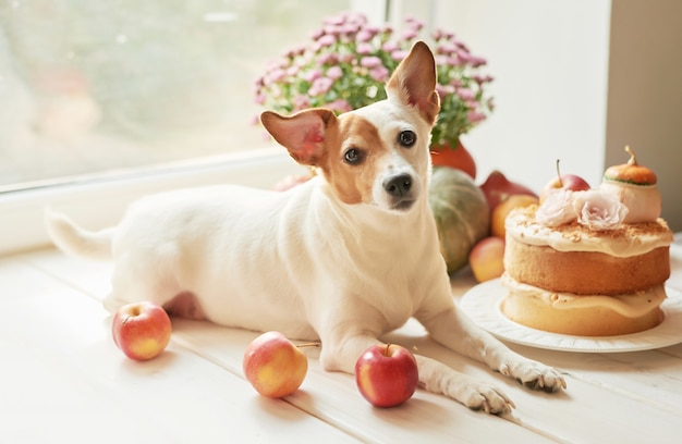 Acción de Gracias, el perro Jack Russell Terrier con un pastel desnudo con calabazas y flores para Halloween