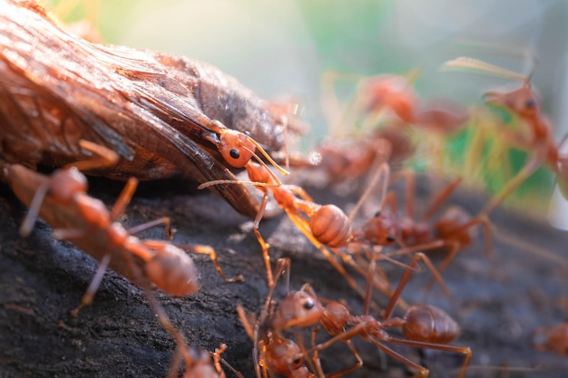 La acción de la hormiga roja ayuda para la comida en la rama del árbol grande en el jardín entre las hojas verdes.