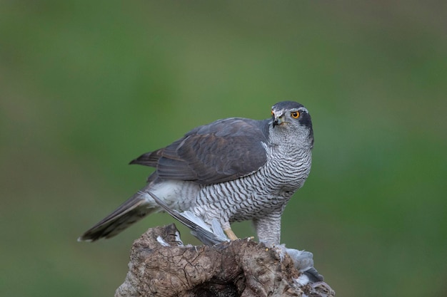 Accipiter gentilis Córdoba España