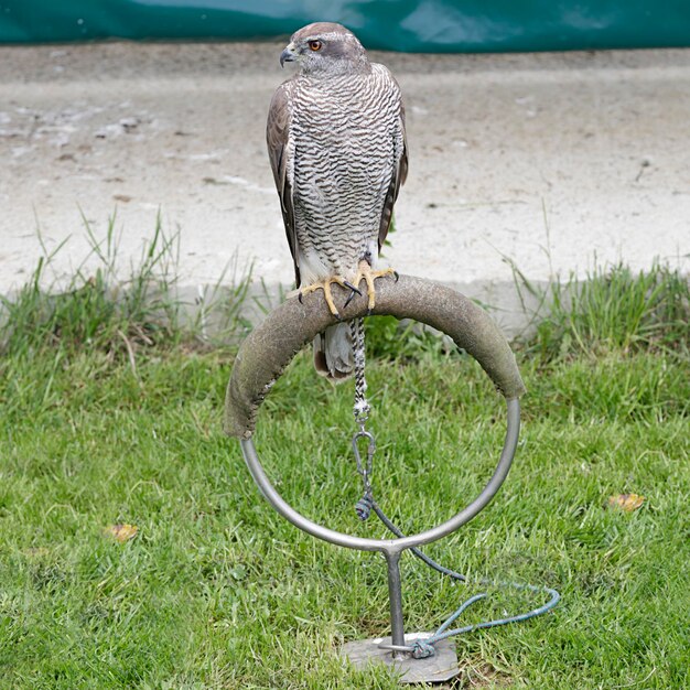 Accipiter gentilis do norte açor