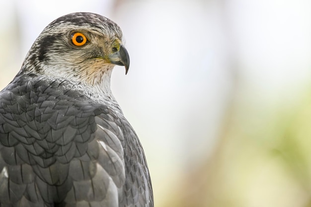 Accipiter gentilis gentilis Açor finlandês é uma espécie de ave da família Accipitridae