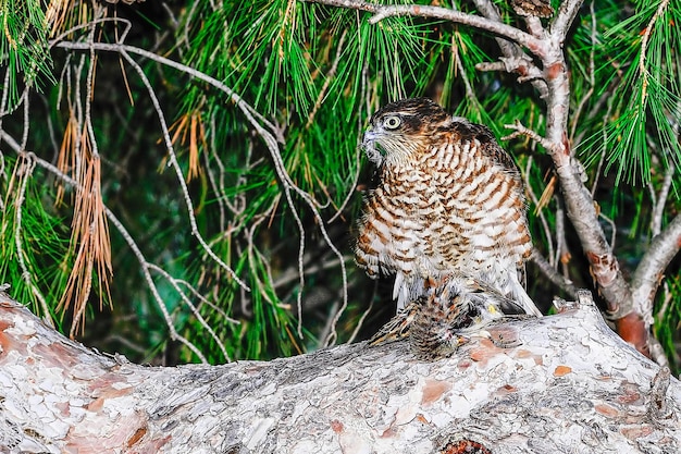 Accipiter nisus der gemeine Falke ist eine Art von accipitriformen Vögeln in der Familie der Accipitridae